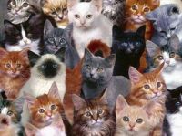 bunches of cats