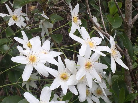 Flora of New Zealand