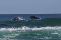 dolphins in flight