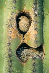 House Finch nesting in saguaro cactus