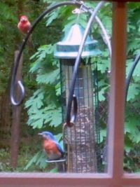 bird puzzle1