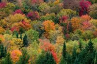 Autumn-Trees-4