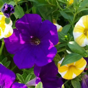 blue and candy stripe yellow petunias