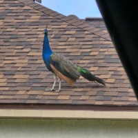 Peacock on my roof!!