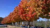 Fall In North Carolina