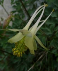 Sierra columbine