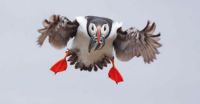 Puffin Landing, Really!!!