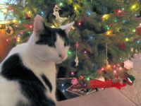 Henry and the Christmas Tree