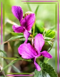 💜☘️ Violets ☘️💜