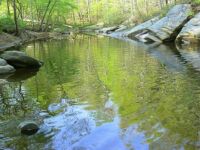 AussieBear's Swimming Hole