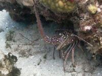 Spiny Lobster - St. John USVI