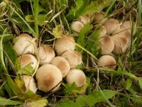 mushrooms_Lycoperdon pyriforme