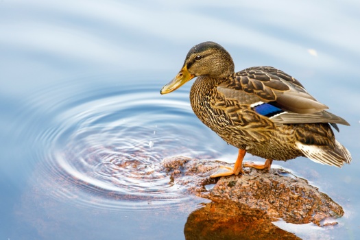 Beautiful female mallard