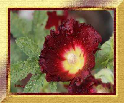 Theme:  All things red - Hollyhock