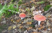 Fly agaric toadstools