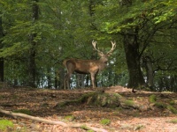 Wildpark Daun