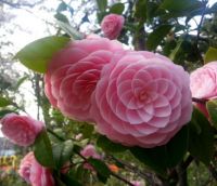 Amazing-flowers-winter-rose-china