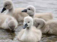 cygnets