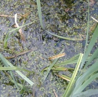 Seasonal - Spring 2023 - Nature / Animals - Pond & Frog 3