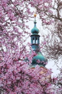 Věžička kostela Panny Marie Vítězné na Petříně v mandloňových květech - 3.3.2024