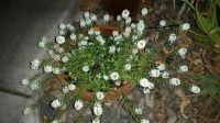 Alyssum flowers