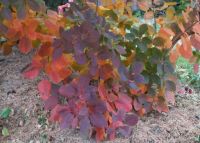 Smoke Bush with Fall Colors #2
