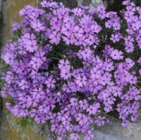 Drobná kvítka v lila barvě...  Small flowers in lilac color ...