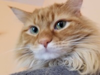 Oliver fluffy ginger cat