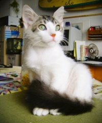 Kitten Jan, Prima Donna