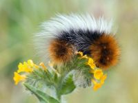 FLUFFY CATERPILLAR ON YELLOW FLOWER...