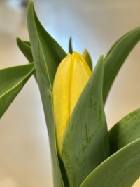 Yellow tulip bud