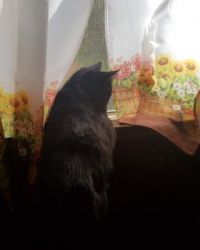 Brus watching the world go by