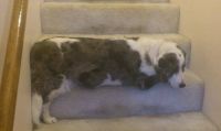 Sleeping on the stairs.