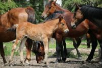 Wild Horses of Alberta