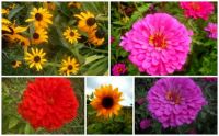 Flowers - Aug1