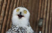 Silly Snowy Owl