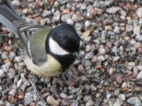 Can anyone tell me what kind of bird this is in Stockholm Sweden?