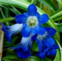 Gentiana dahurica