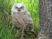 Baby Owl leaves the nest