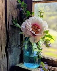 flowers in a jar (resize 12 to 195)