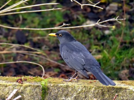 Solve Young Blackbird jigsaw puzzle online with 130 pieces