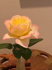 Fully grown Peace Rose