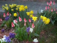 Spring at my front door
