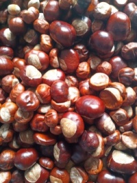 Kastanien - Conkers