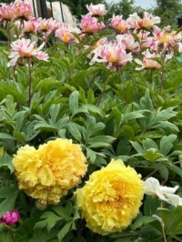 I love peony season
