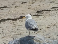 Seagull