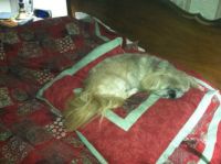 Paddy taking over the bed