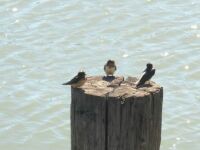 Three little Birds perched on the Pier