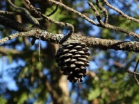 love pine cones
