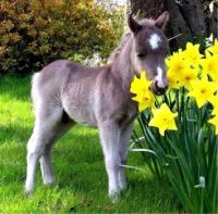 Spring Foal and Flowers